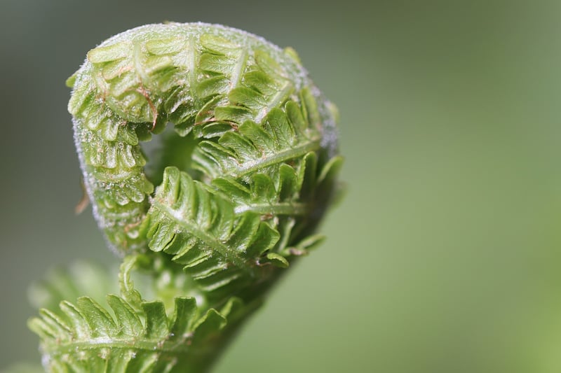 Mermaid's Tail Fern