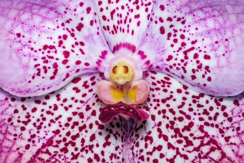 Dragon's Breath Orchid