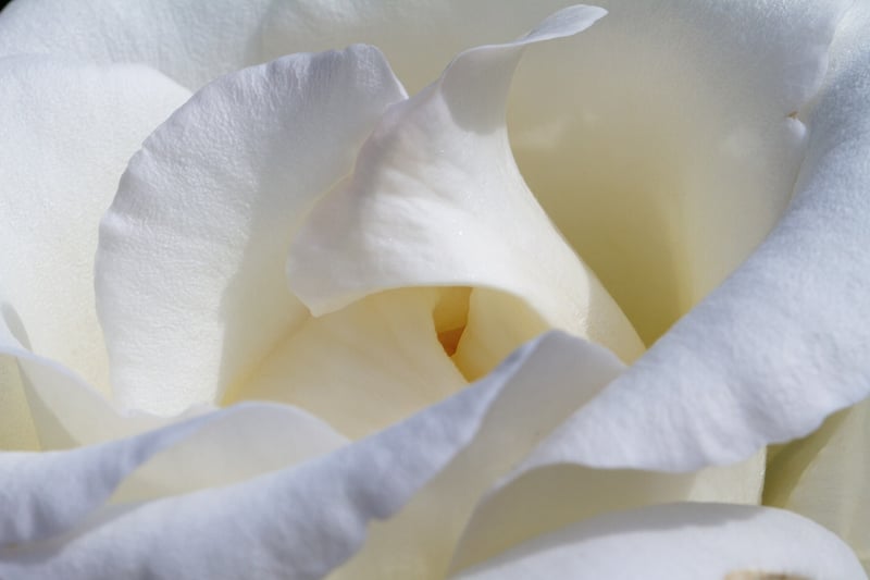 Enchanted Rose